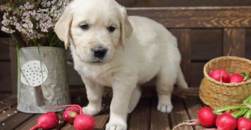 Les chiens peuvent-ils manger des radis ?