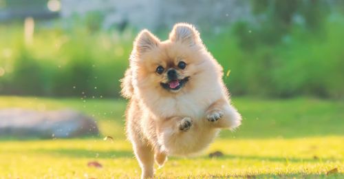 Blog Chien : Loulou de Pom?ranie