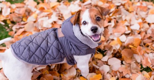 Blog Chien : manteau-pour-chien