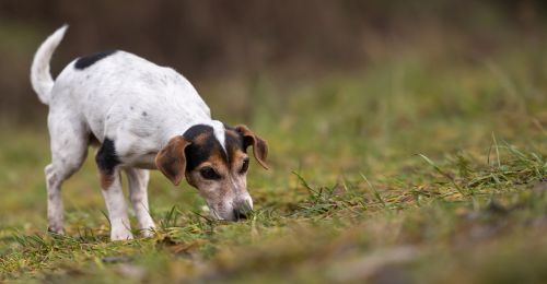 Blog Chien : Mantrailing avec son chien, c'est quoi ?