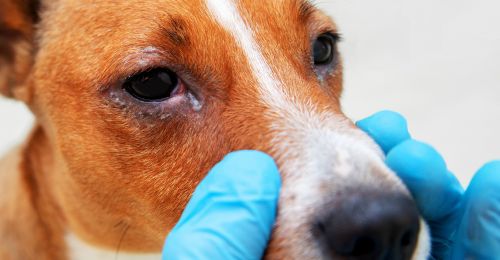 mon-chien-a-les-yeux-rouges