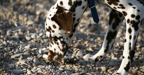 Blog Chien : Mon chien a mangé des cailloux, que faire ?