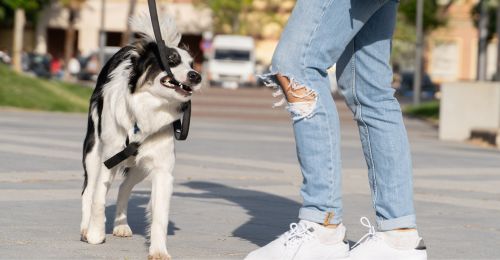 Mon chien mord sa laisse en promenade