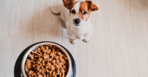 Blog Chien : mon-chien-n-a-rien-mange-ce-matin