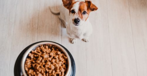 Mon chien n'a rien mangé ce matin, que faire ?