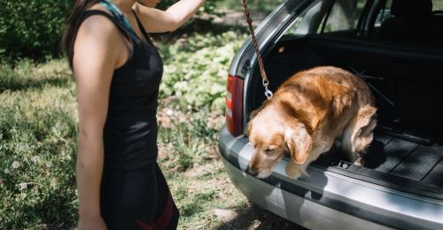 Mon chien ne sait pas descendre du coffre de la voiture