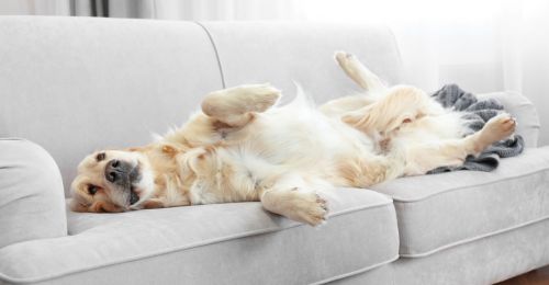 Blog Chien : Mon chien peut-il monter sur le canapé ?