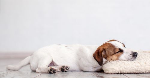 Blog Chien : Mon chien préfère dormir par terre, pourquoi ?