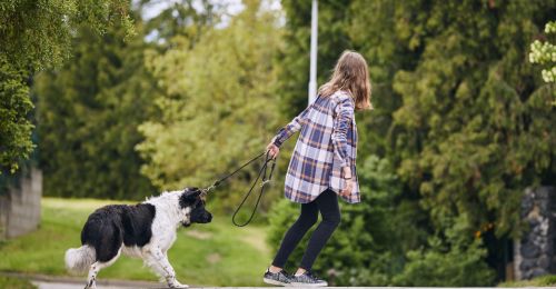 Mon chien s'arrête tout le temps en promenade