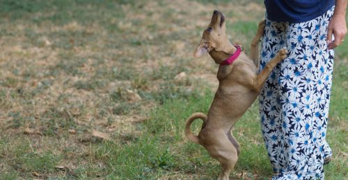 mon-chien-saute-sur-les-gens