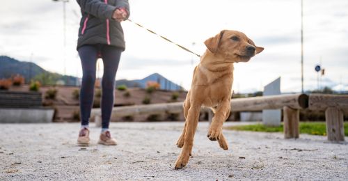 Mon chien tire en laisse, pourquoi ?