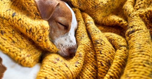 Blog Chien : Mon chiot tremble quand il dort