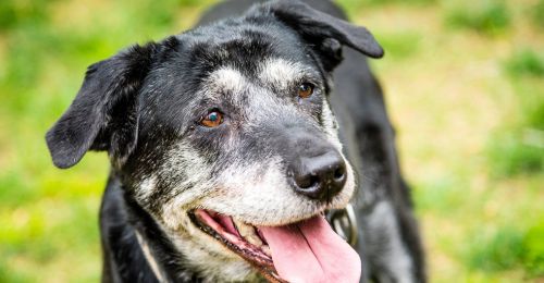 Blog Chien : Mon vieux chien maigrit du train arrière, c'est normal ?