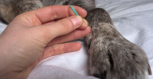 Naturopathe pour chien