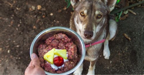 nourrir-son-chien-sans-croquettes