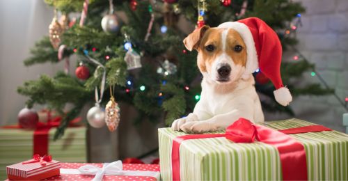 Offrir un chien pour Noël