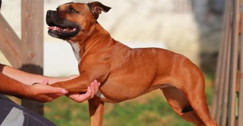 Blog Chien : Ostéopathe pour chien