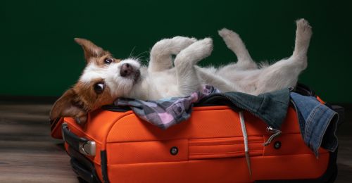 Blog Chien : Partir en vacances avec son chien