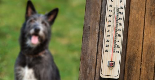 Peut-on laisser un chien dehors quand il fait chaud ?