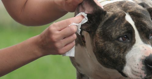 Blog Chien : Plaie à l'oreille de mon chien