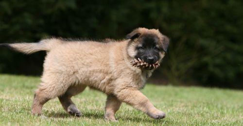 Pomme de pin et chien, est-ce dangereux ?