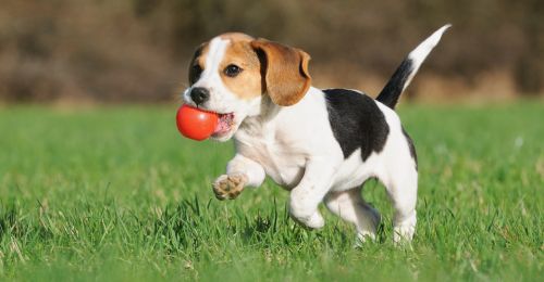 Pourquoi mon chien grogne quand il joue