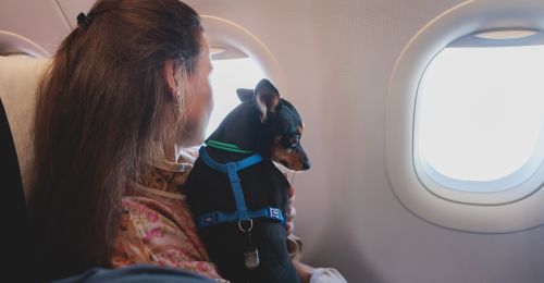 Prendre l'avion avec son chien