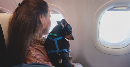 Blog Chien : Prendre l'avion avec son chien