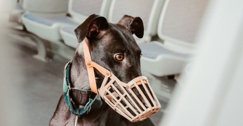 Prendre les transports en commun avec son chien