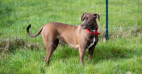 Prénom de chien mâle qui commence par un v