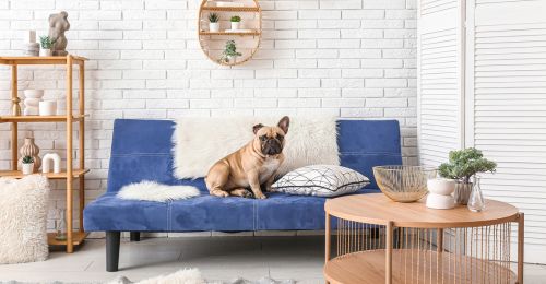 Blog Chien : Protège canapé pour chien
