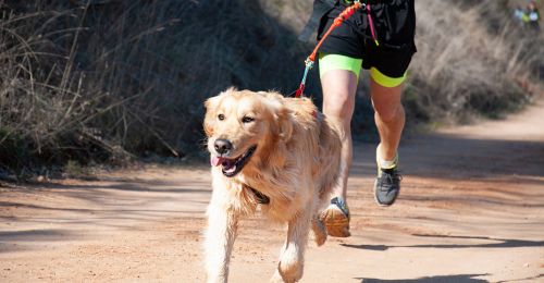 Quand commencer à courir avec son chien ?