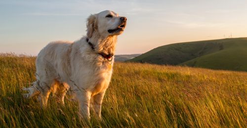 Blog Chien : Que signifie rêver de chien ?