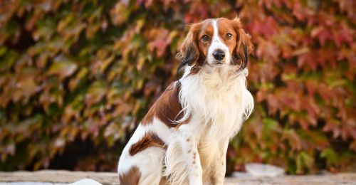 Blog Chien : Quel est le chien le plus rare du monde ?