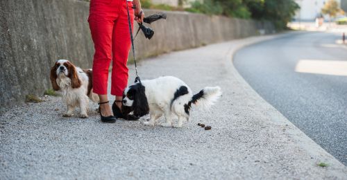 Quel est le montant de l'amende si son chien fait caca dans la rue