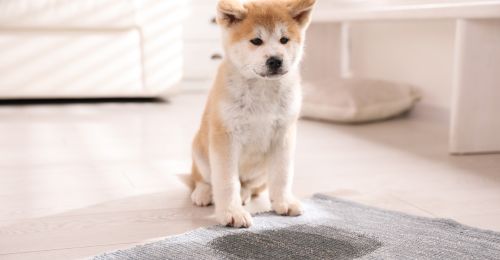 Quelle est la fréquence de pipi pour un chiot ?