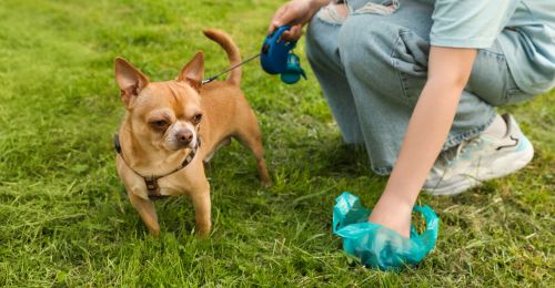 Ramasser les crottes de son chien