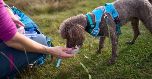 randonner-avec-son-chien