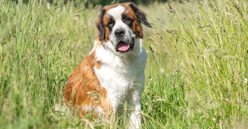 Blog Chien : Le Saint-Bernard