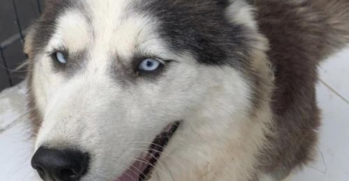 Blog Chien : Samsky - Husky croisé Samoyède