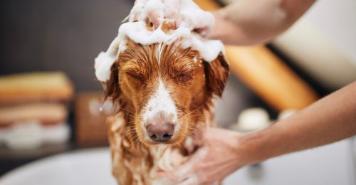 Shampooing anti-démangeaison pour chien fait maison