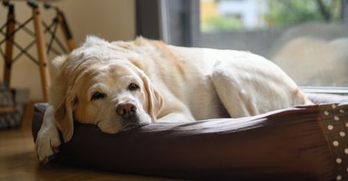 signaux-apaisement-chien