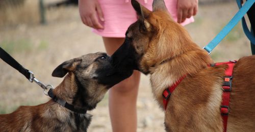 Blog Chien : Sociabilisation chien