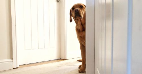 Blog Chien : Temps d'adaptation d'un chien dans une nouvelle maison