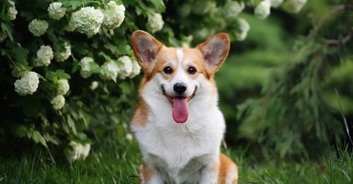 Blog Chien : welsh-corgi